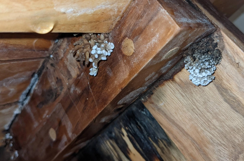 竹子家具防霉方法