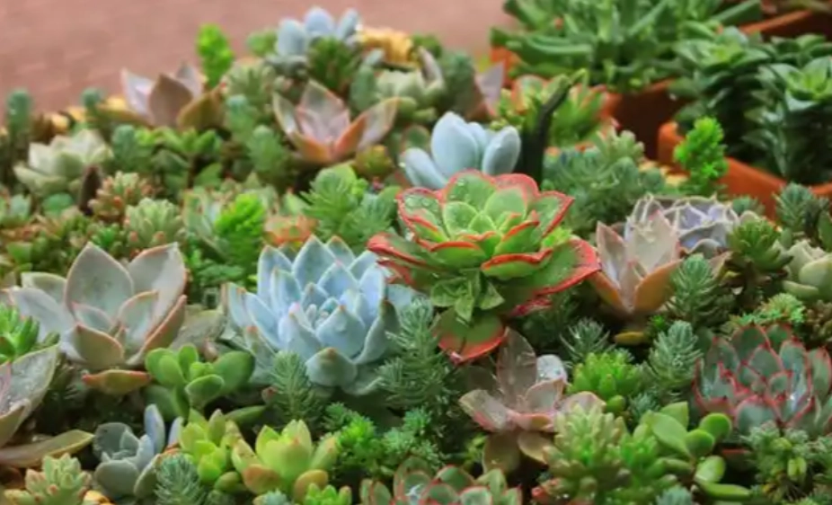 多肉養護技巧 多肉養護技巧
