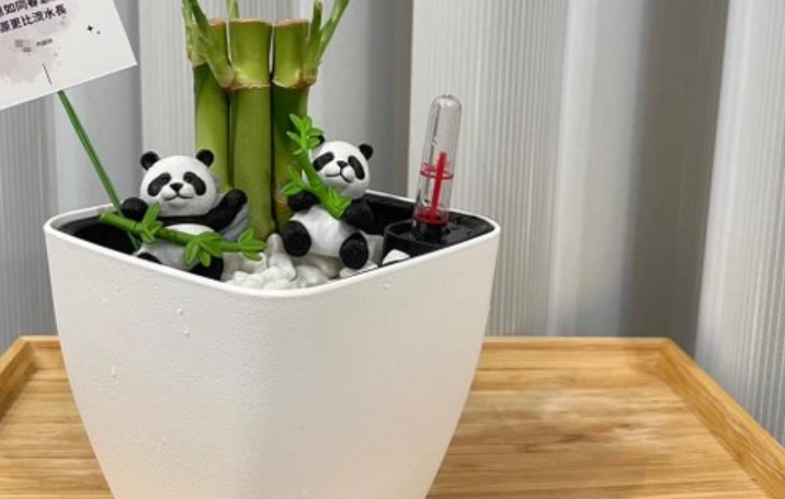 土栽開運竹技巧