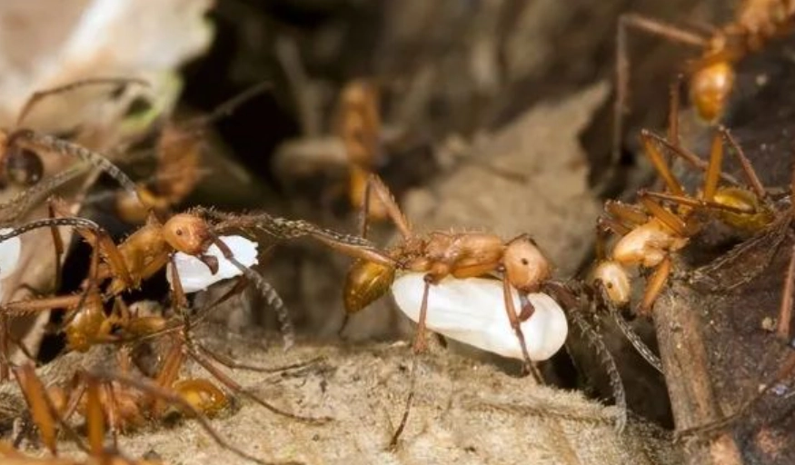 螞蟻搬家夢境意義