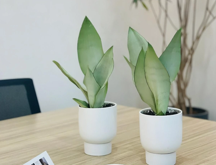 多肉植物繁殖方法