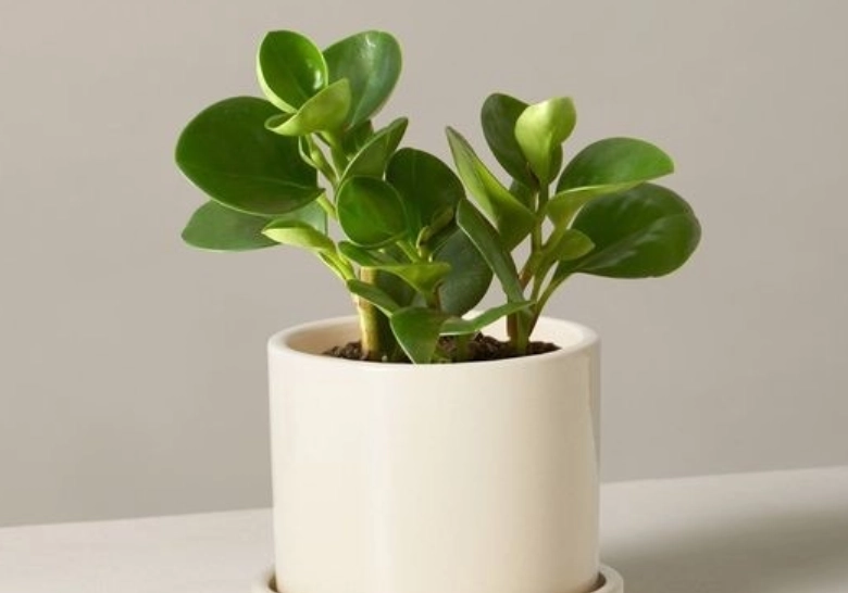 小盆栽養護技巧