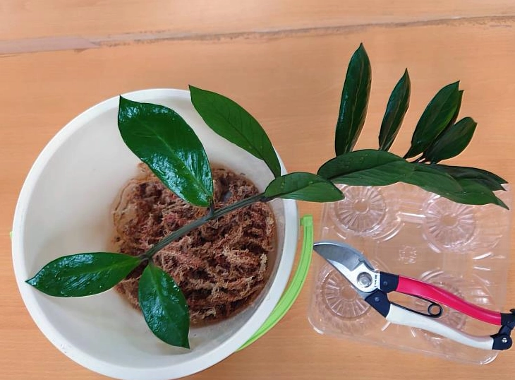 金錢樹介質配方