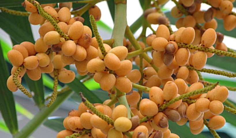 黃椰子果實用途