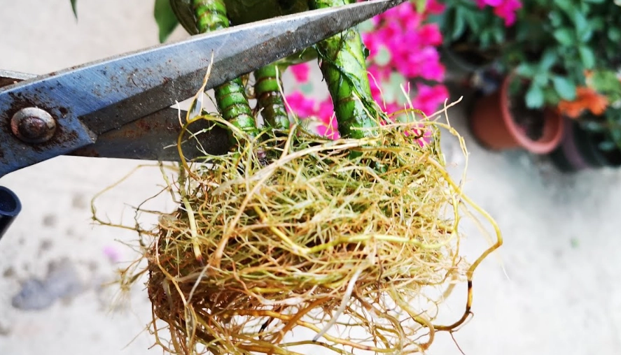 開運竹修剪方法