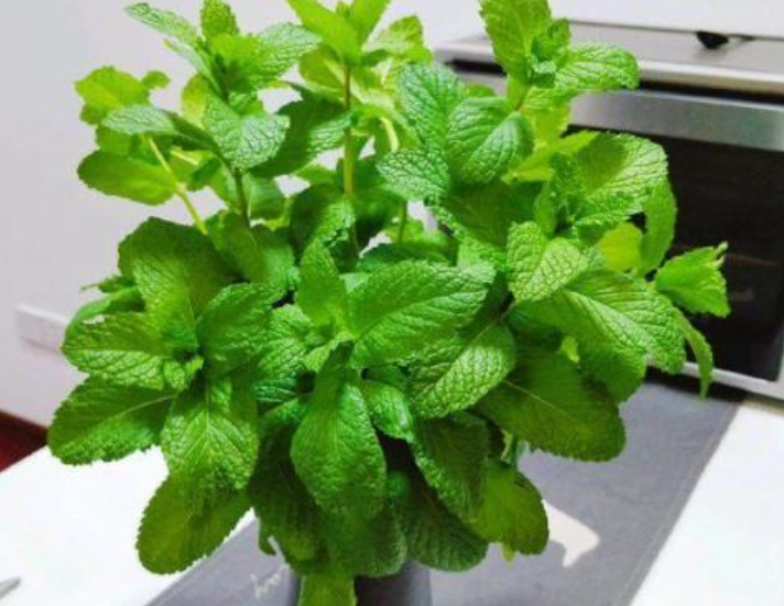 薄荷種植技巧