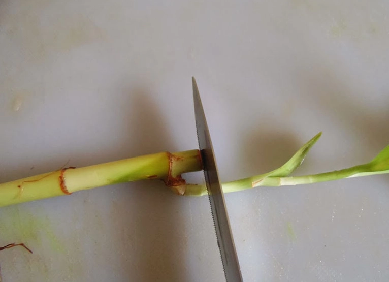 開運竹修剪方法