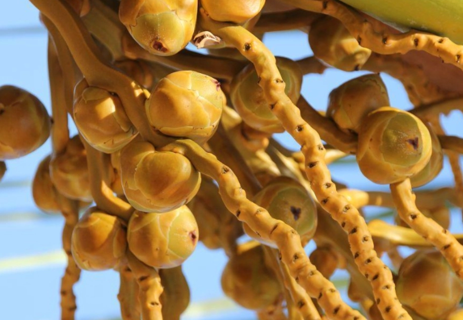 黃椰子果實用途