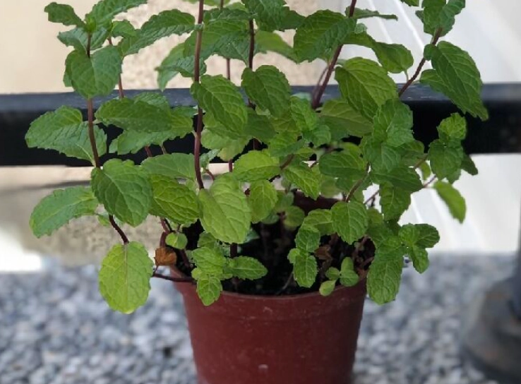 台灣綠薄荷種植