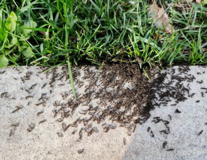 夢見螞蟻搬家解夢