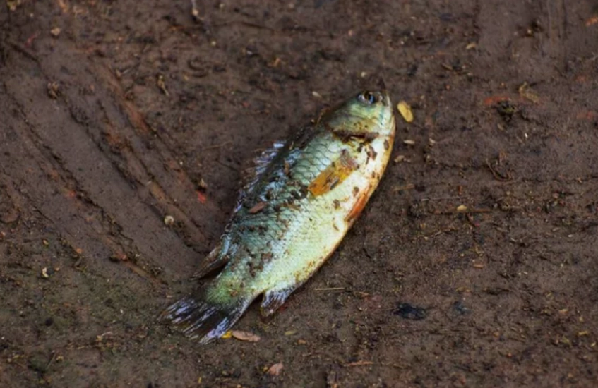 夢見魚在地上解夢