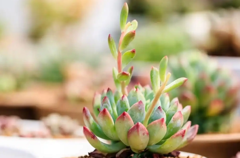 多肉植物光照需求