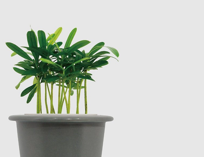 羅漢松養護方法