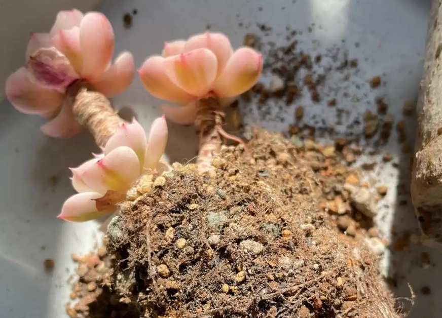 多肉植物夏季換盆