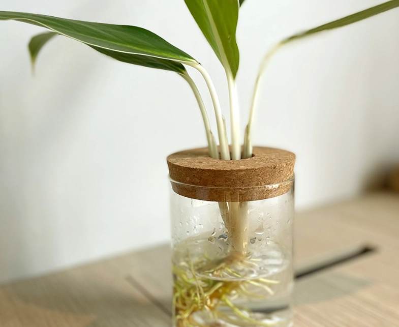 水培萬年青技巧