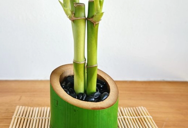 土栽開運竹技巧