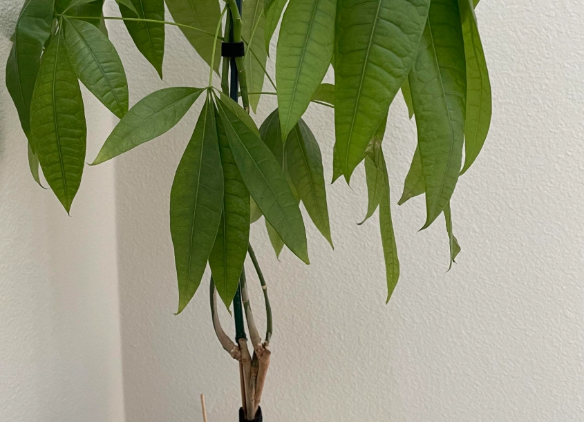 發財樹葉子下垂原因