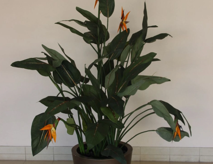 天堂鳥養護方法