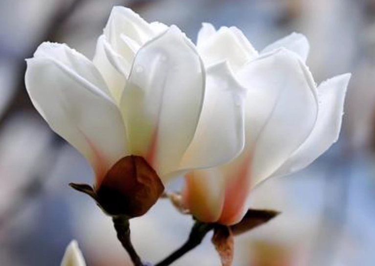 玉蘭花修剪方法