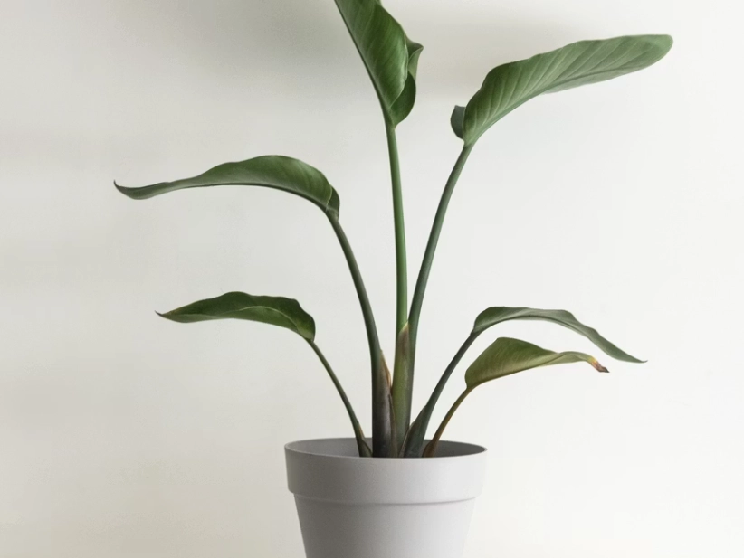 天堂鸟盆栽開花