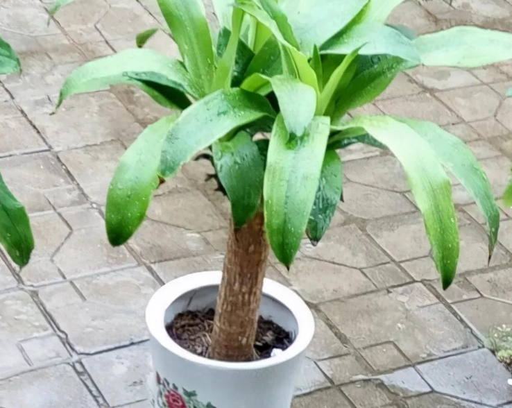 巴西木養護方法