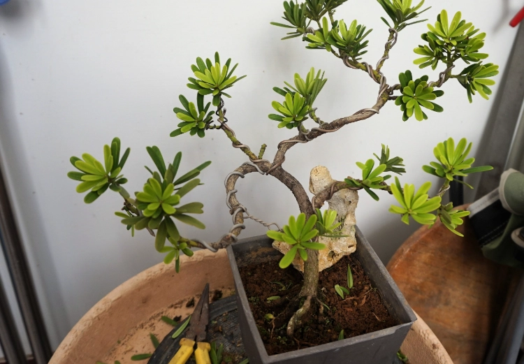 羅漢松土壤選擇