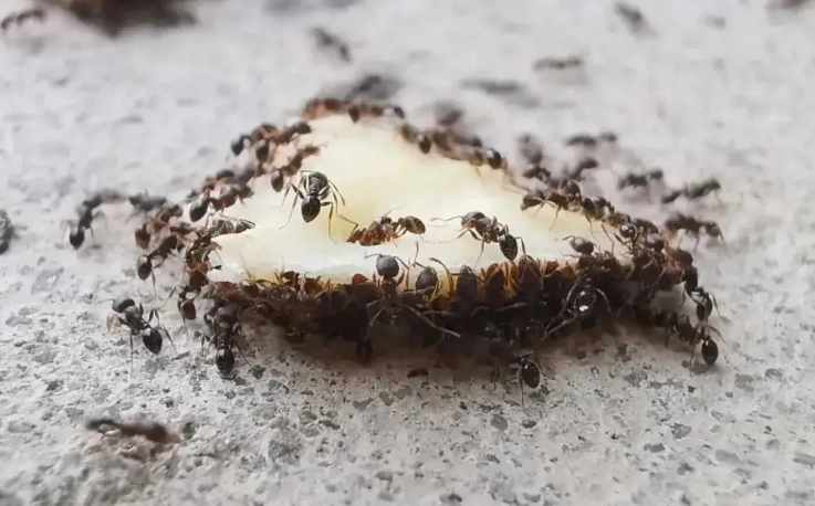 螞蟻夢境心理學