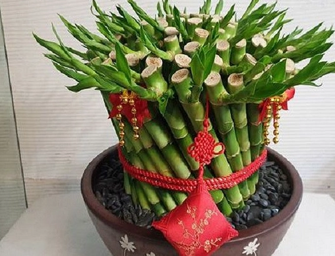 土栽開運竹技巧