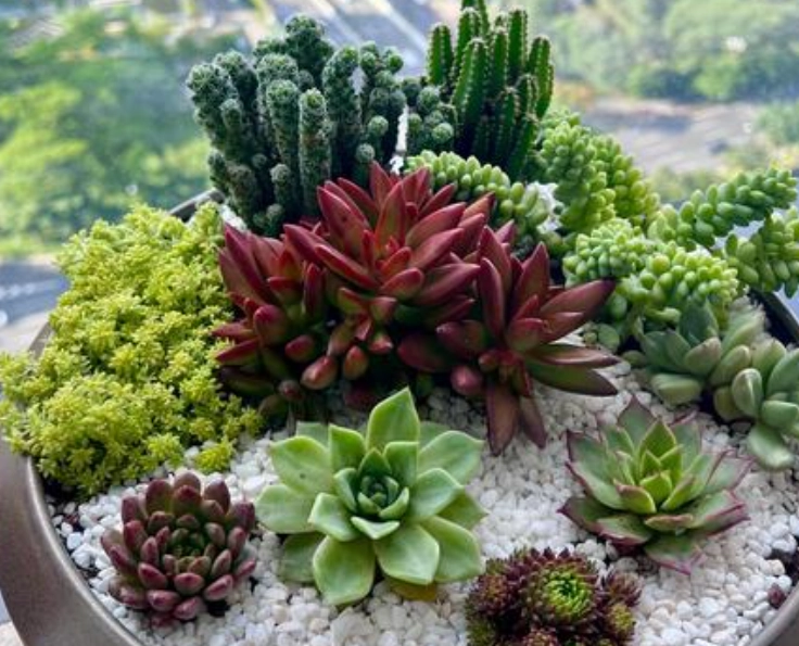 辦公室多肉植物推薦