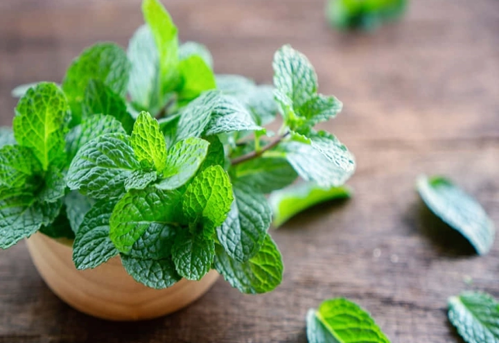 薄荷病蟲害防治