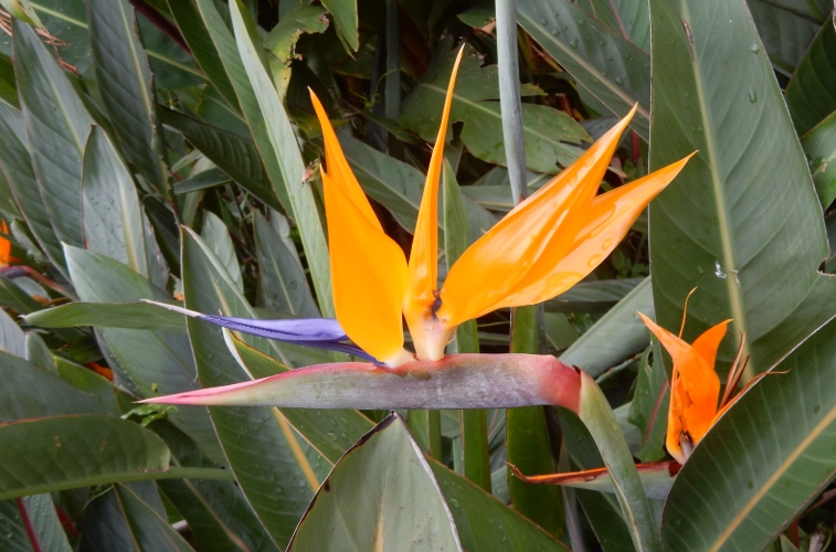天堂鳥健康好處