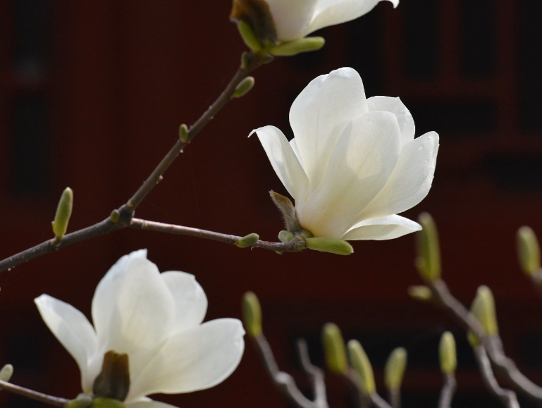 白玉蘭病蟲害防治