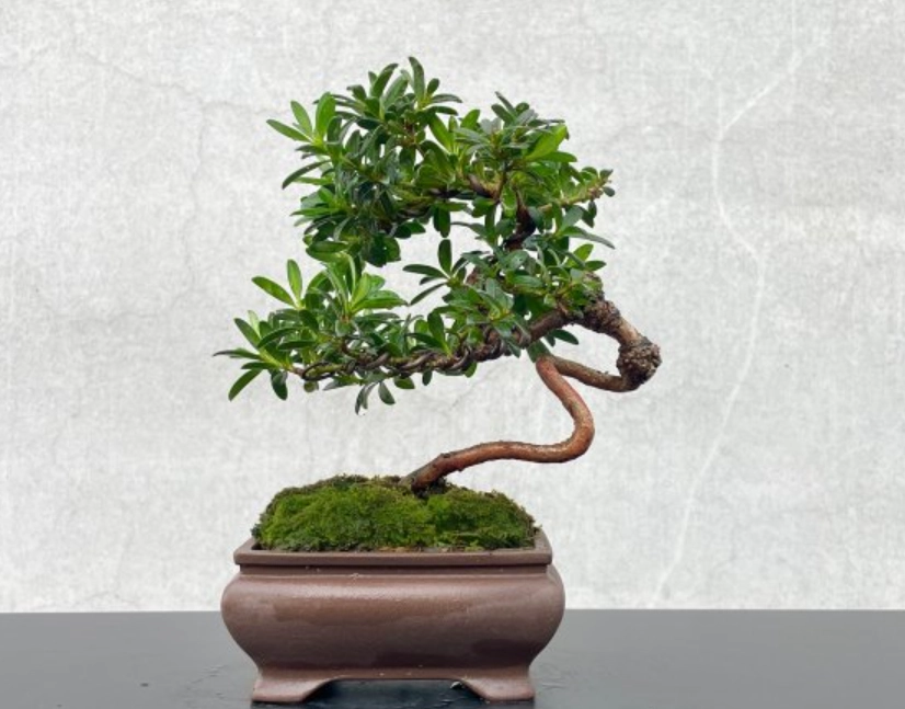 羅漢松修剪方法