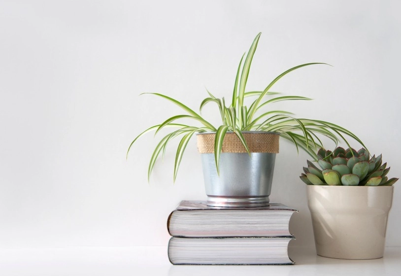 桌面植物