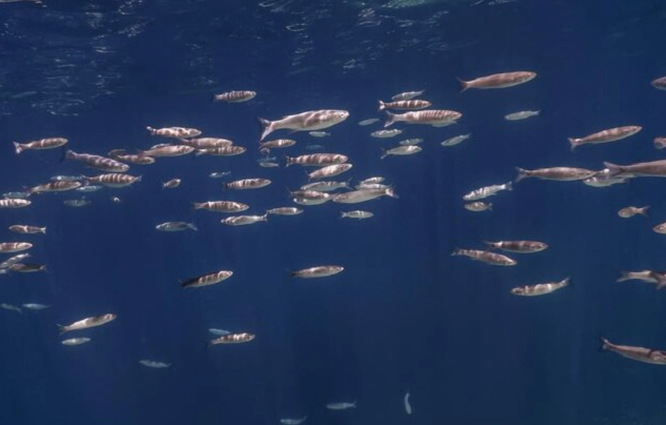 夢到很多小魚 解夢