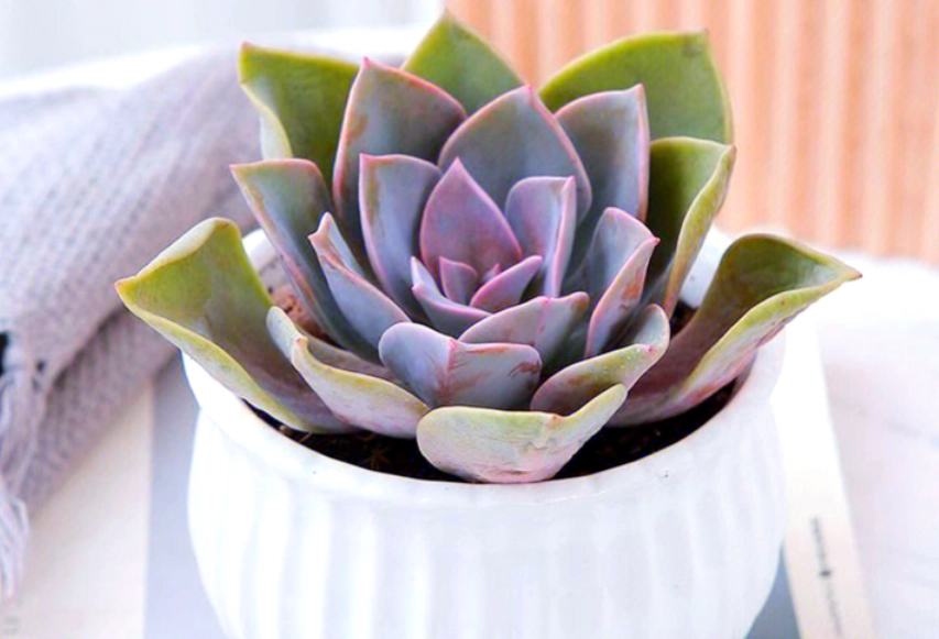 多肉植物種植方法 多肉植物種植方法