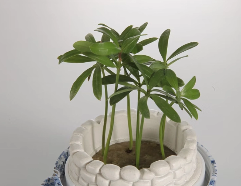 羅漢松種植技巧