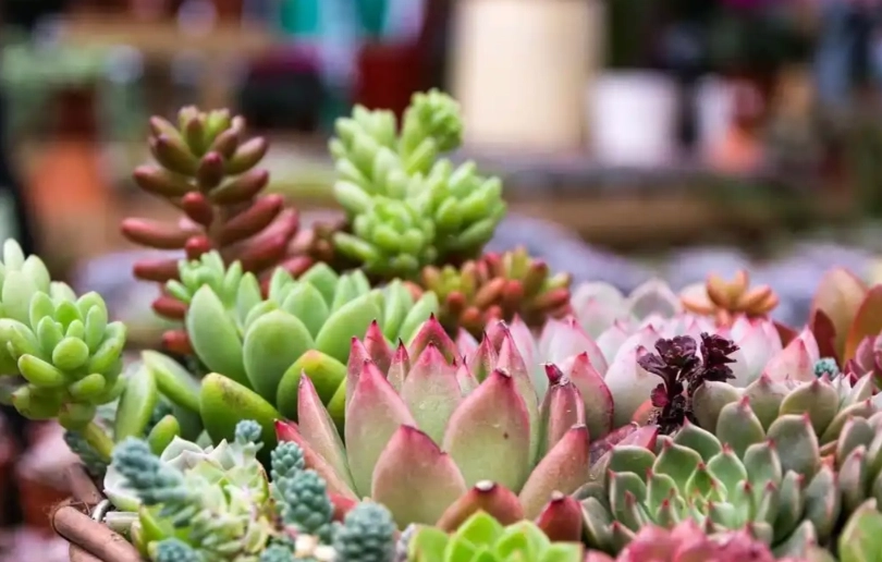 多肉植物室内养护