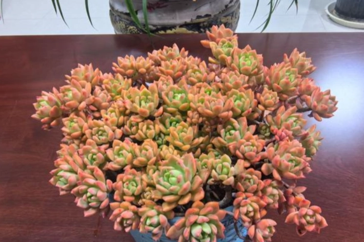 多肉植物光照需求