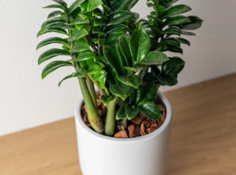 金錢樹介質配方