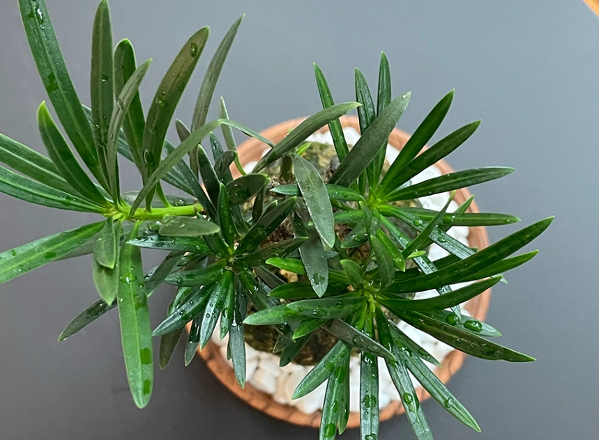 羅漢松土壤選擇