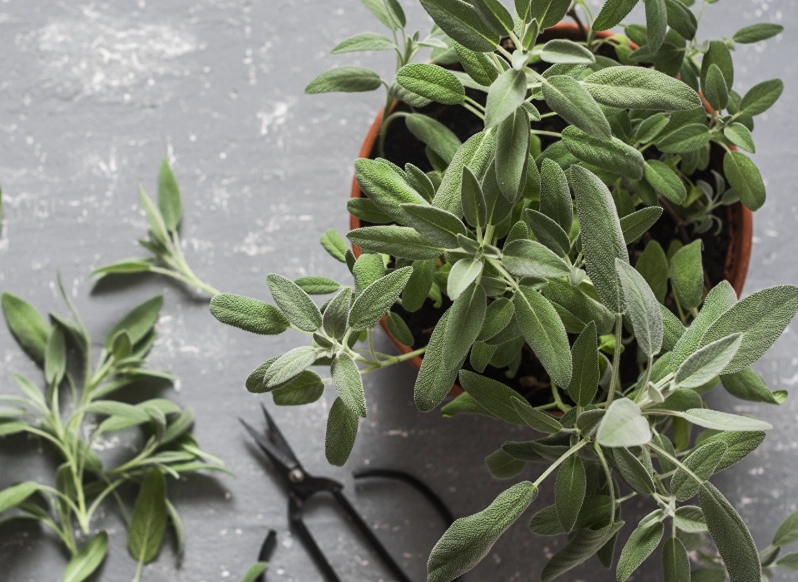 香草植物種植方法
