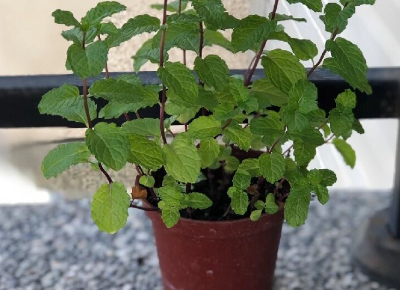 薄荷種植技巧