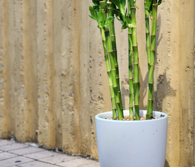 盆栽竹子種植