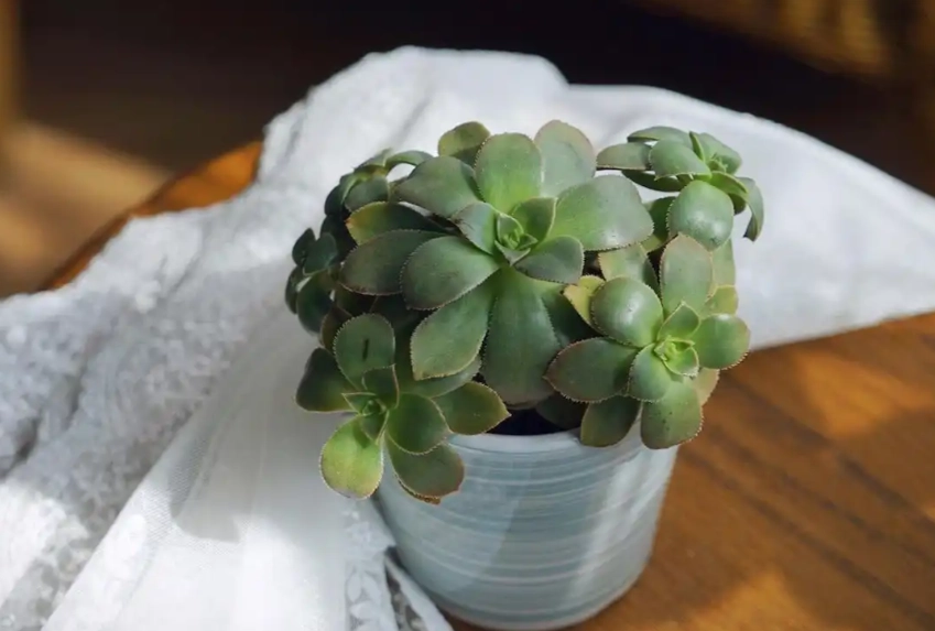 多肉養護技巧 多肉養護技巧