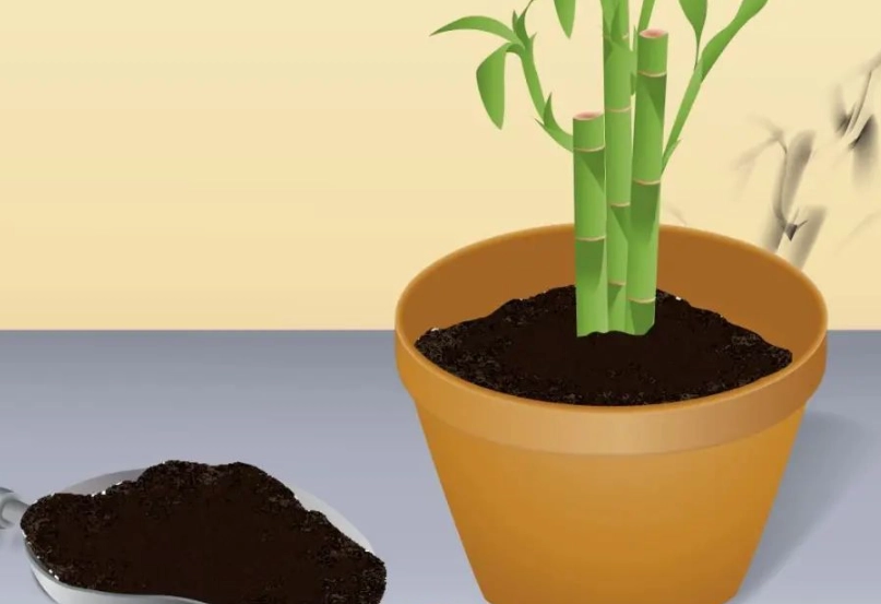 富貴竹養護技巧