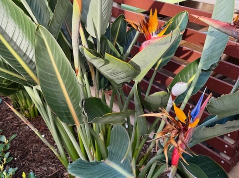 天堂鳥使用方式