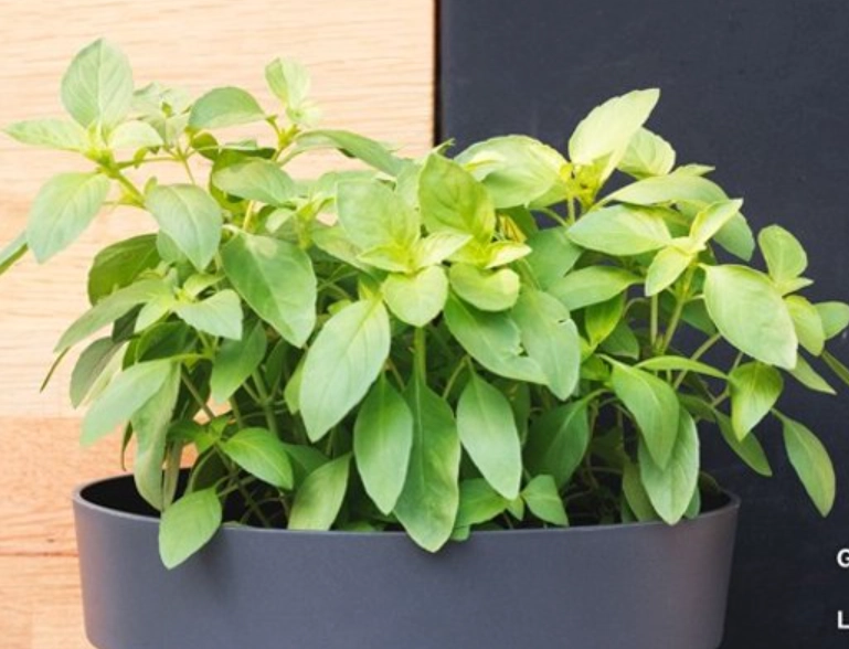 羅勒盆栽問題解決