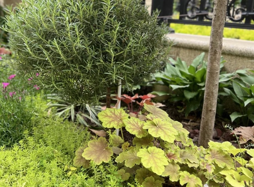 陰涼處園藝 陰涼處園藝