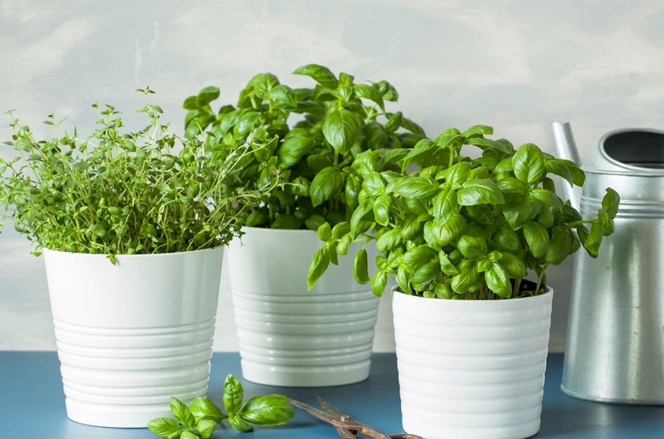 陽台香草盆栽